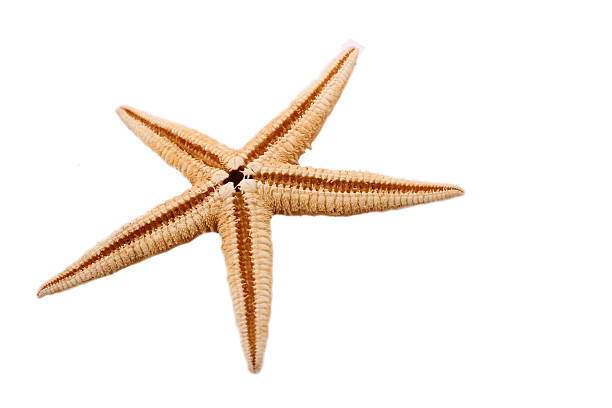 istock The single starfish on the white background 533215029