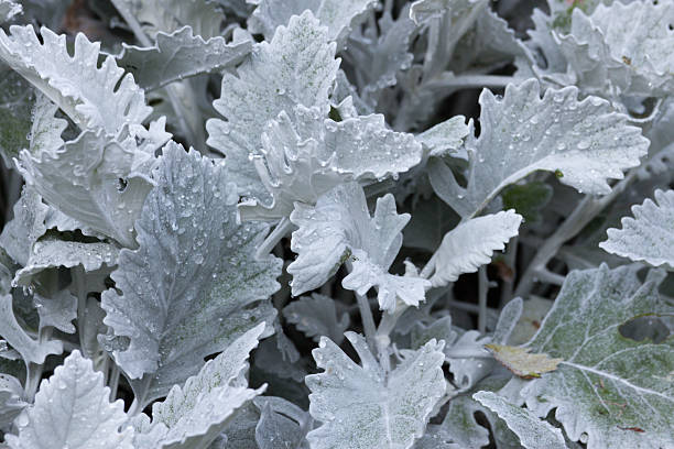 Someone get the Pledge Dew on Dusty Miller cineraria maritima stock pictures, royalty-free photos & images
