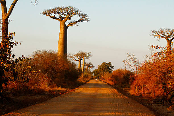 istock Baobab Alley at sunset - Madagascar 533215649