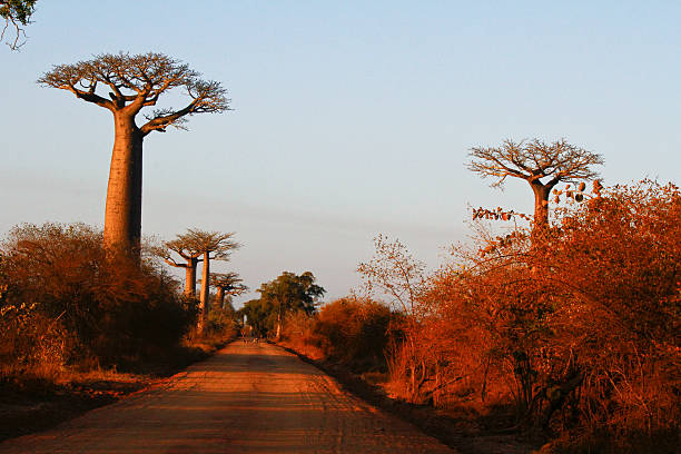istock Baobab Alley at sunset - Madagascar 533215657