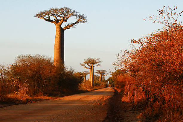 istock Baobab Alley at sunset - Madagascar 533215675