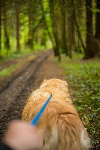 istock POV of dog walking in forest 533223936