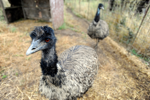Emus matriculate on an emu farm in Washington state.