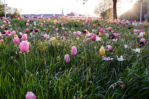 Free Stock Photo of Field Full of Pink and White Tulips | Download Free ...