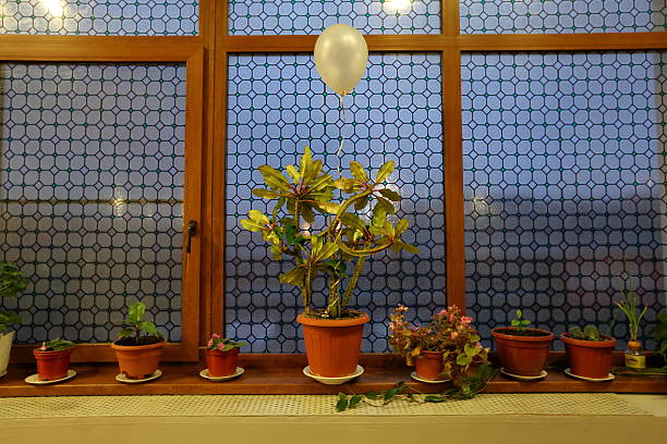 istock Flowers in pots and balloon 533225626
