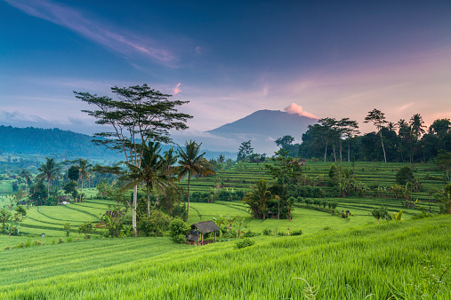 Spectacular morning view of terrace paddy fields in Bali, Indonesia, with the volcano Agung in the backdrop.