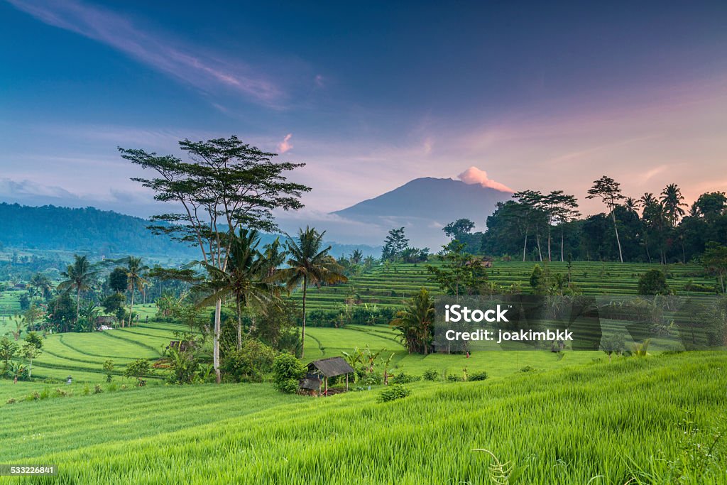 Terrace rice field in Bali in Indonesia Spectacular morning view of terrace paddy fields in Bali, Indonesia, with the volcano Agung in the backdrop. Bali Stock Photo