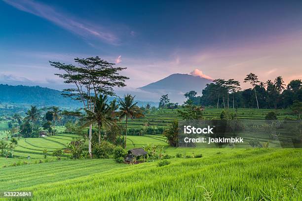 Terrace Rice Field In Bali In Indonesia Stock Photo - Download Image Now - Bali, Indonesia, Landscape - Scenery