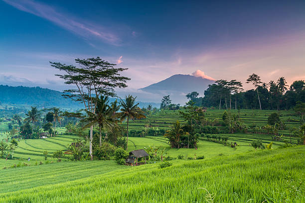 terrace campo de arroz de bali na indonésia - bali imagens e fotografias de stock