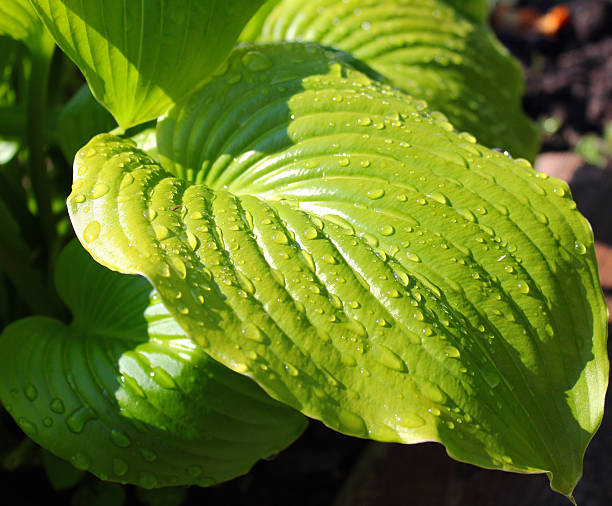 istock Green leaves of hosta with raindrops. 533227014