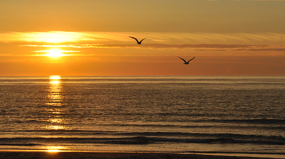 Sea-gulls flying over the sea in sunset