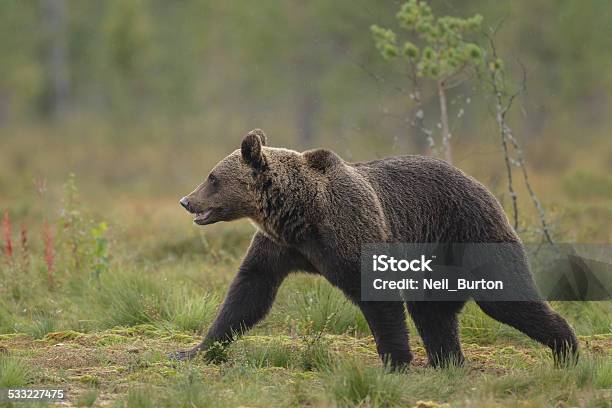 European Brown Bear Stock Photo - Download Image Now - 2015, Animal, Animal Wildlife