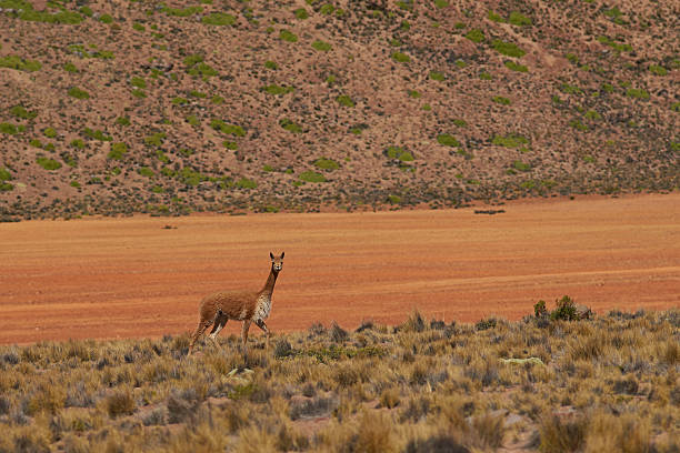 istock Vicuna on the Altiplano 533227688