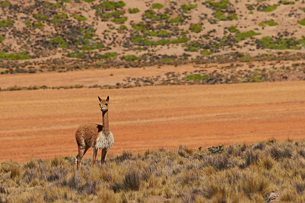 istock Vicuna on the Altiplano 533227698