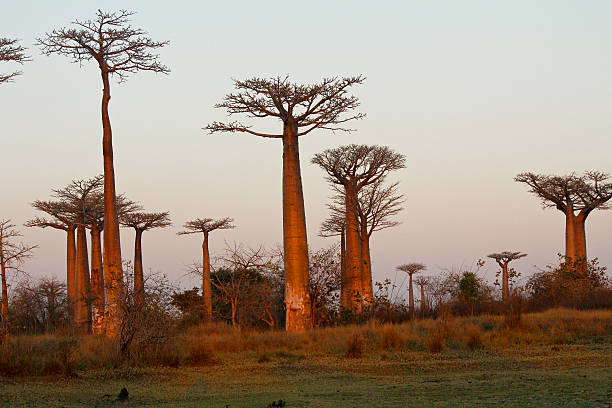 istock Baobab Alley at sunset - Madagascar 533227913