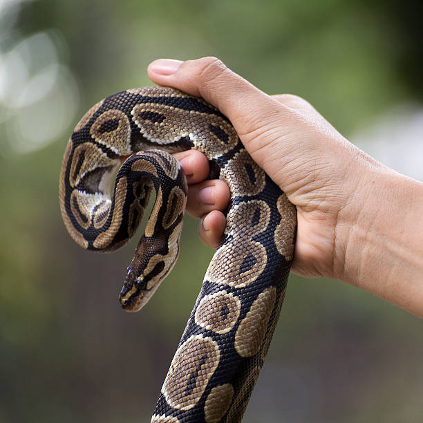 istock poisonous snake in the hands 533228362