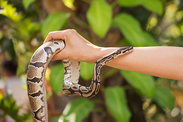 istock poisonous snake in the hands 533228486