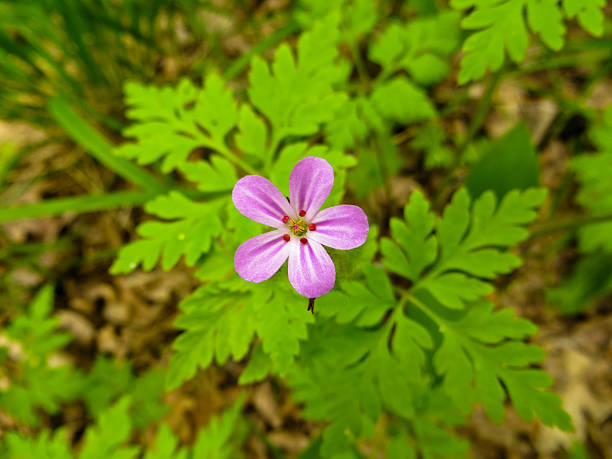istock Wild flowers in a forest 533228850