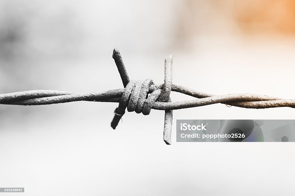 barbed wire. Monochrome Barb shot from close range Barbed Wire Stock Photo