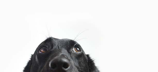 niedlichen hund  - portrait nahaufnahme fotos stock-fotos und bilder