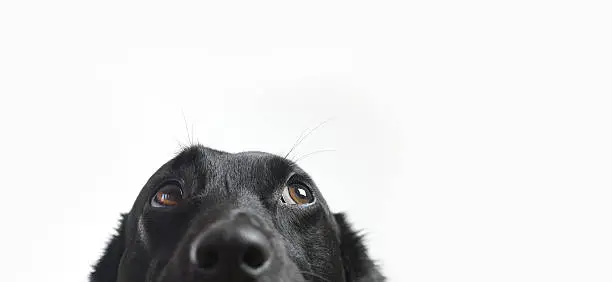 Cute Dog Isolated on white