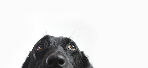 Animali selvatici e da compagnia