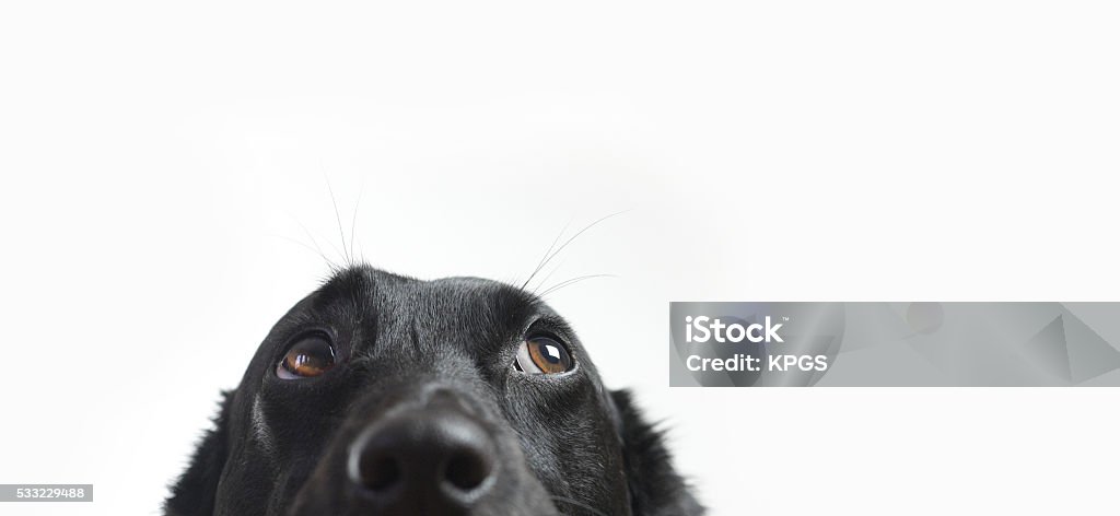 Cute Dog Cute Dog Isolated on white Dog Stock Photo