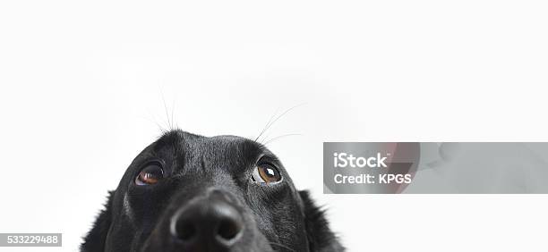 Cute Dog Stock Photo - Download Image Now - Dog, Pets, White Background