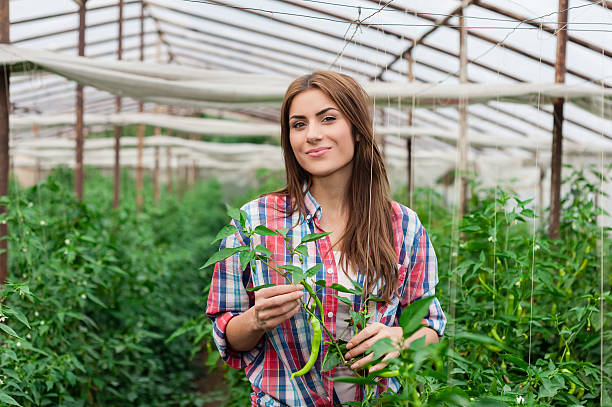 istock Female worker in greenhouse. 533229489