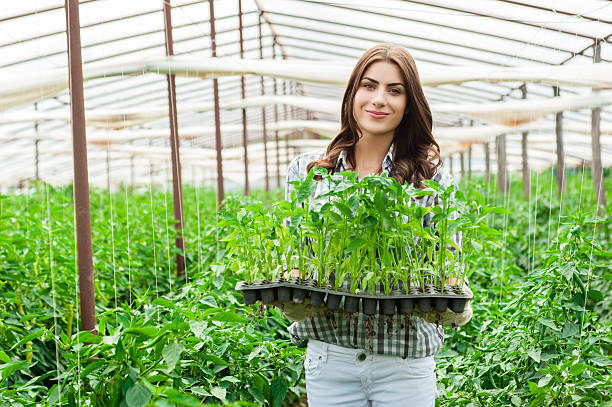Young woman working in a greenhouse holding a crate with seedlings in a greenhouse