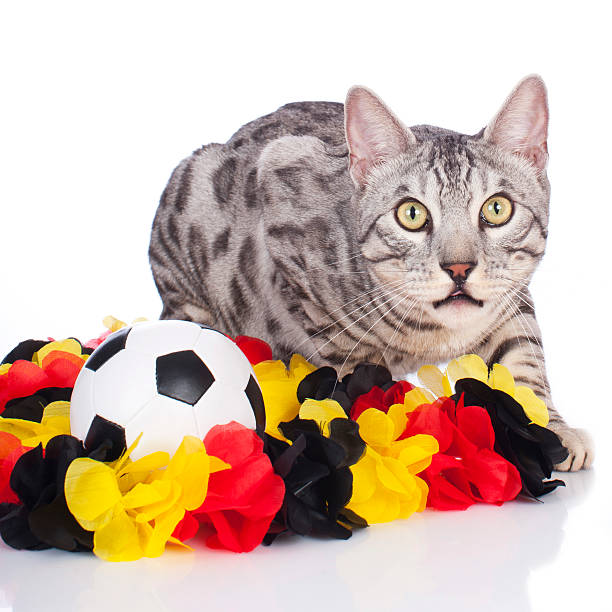 istock Bengal cat with german soccer equipment 533229889