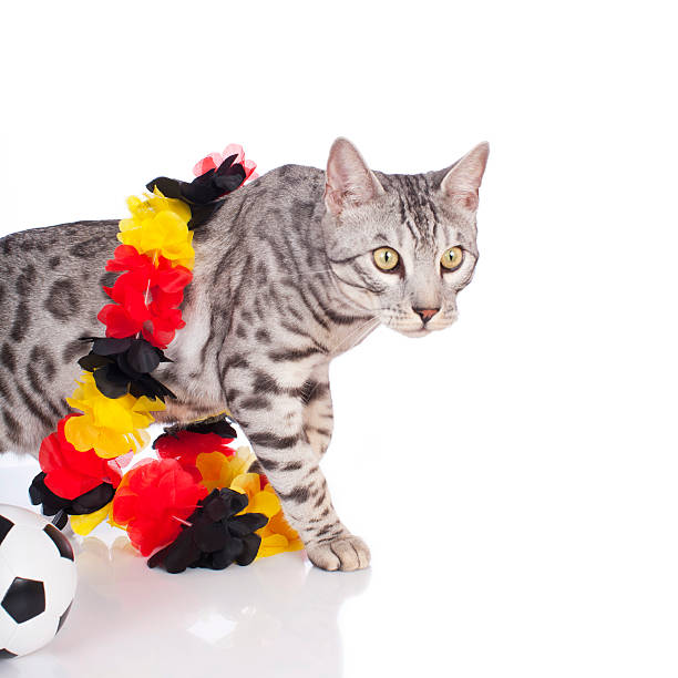 istock Bengal cat with german soccer equipment 533229891