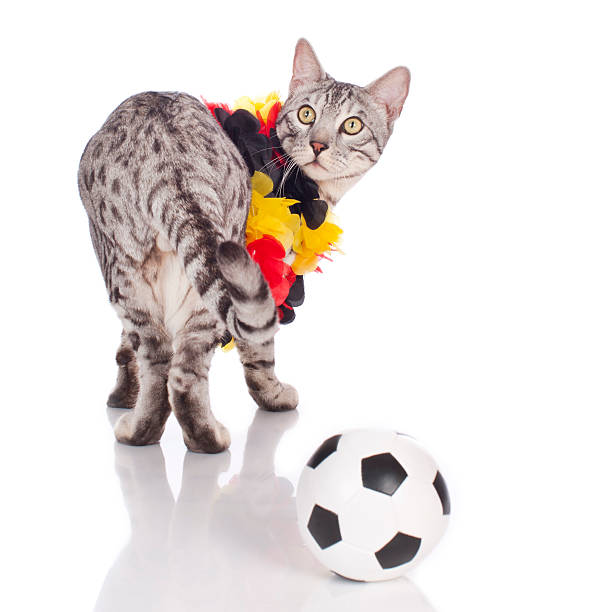istock Bengal cat with german soccer equipment 533229893
