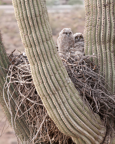 istock Young owls on nest in a Saguaro Cactus 533230324