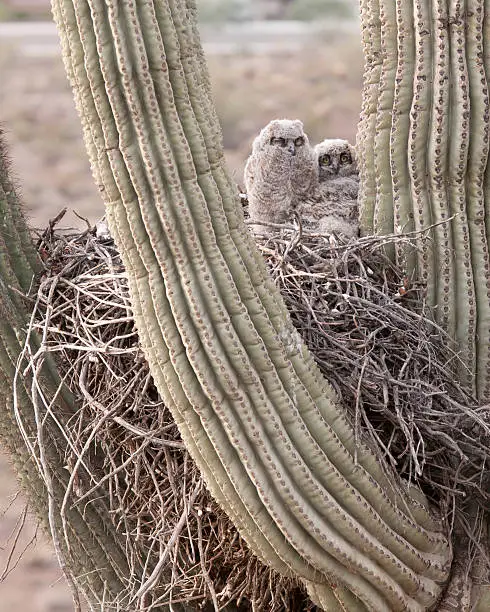 Photo of Young owls on nest in a Saguaro Cactus