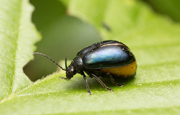 istock Female alder leaf beetle Agelastica alni full with eggs on alder leaf 533230758