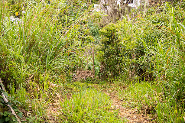 istock Path To The Jungle , the path of nature 533231218