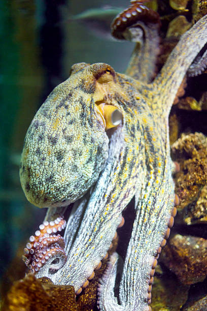 istock Octopus in water closeup 533231542