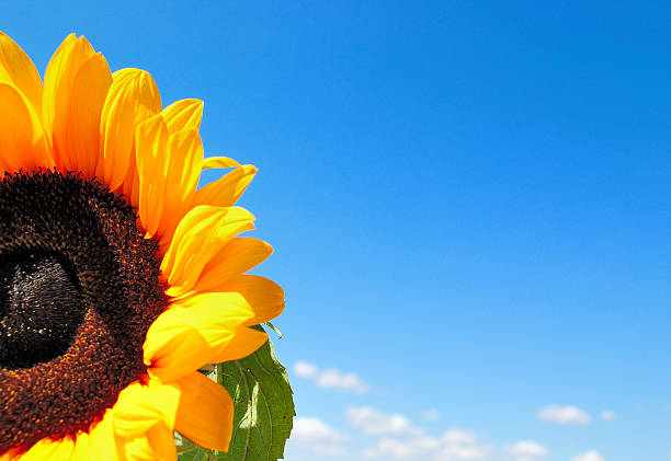 istock Sunflower and blue sky 533231587