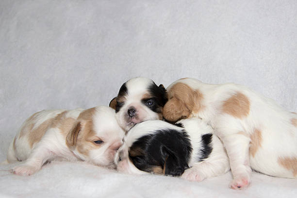Pile of Sleepy English Toy Spaniel Puppies stock photo