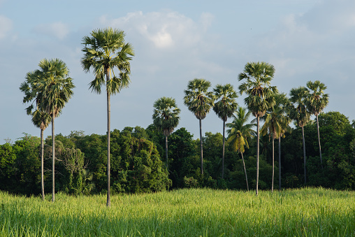Sugar palm trees standing tall in green rice paddy field. Northern Thailand.