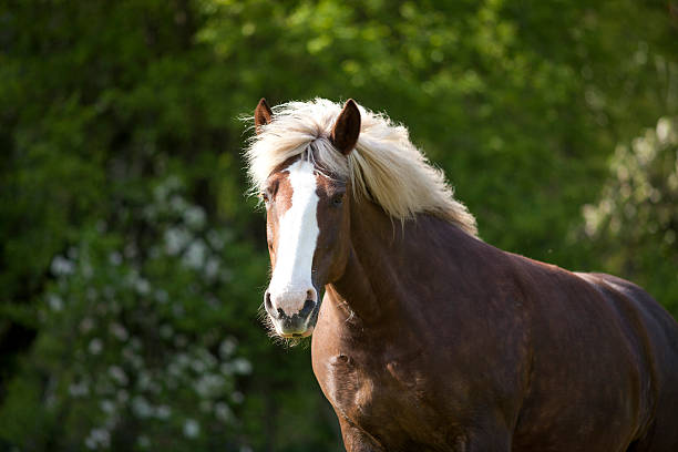 retrato de caballo de tiro - draft horse fotografías e imágenes de stock