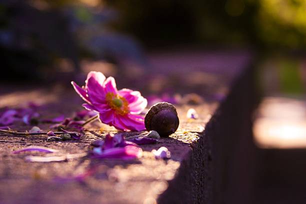 This is a photo of an acorn and a flower at sunset. 
