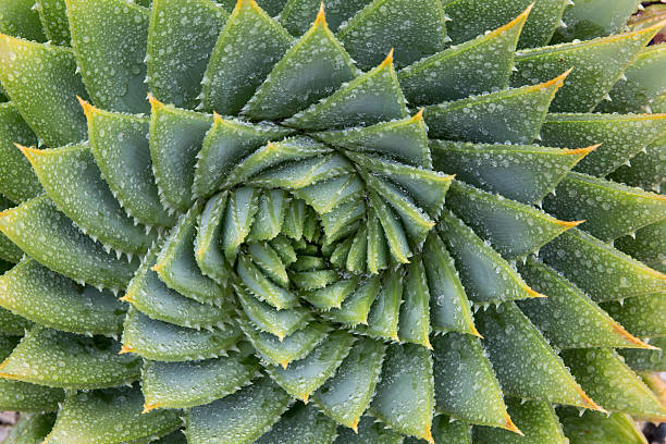 Aloe Vera Cactus A spiral Aloe Vera cactus (Aloe polyphylla). spiked photos stock pictures, royalty-free photos & images