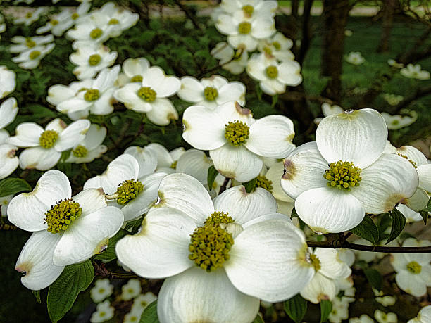 istock Dogwood blooms a 533234390