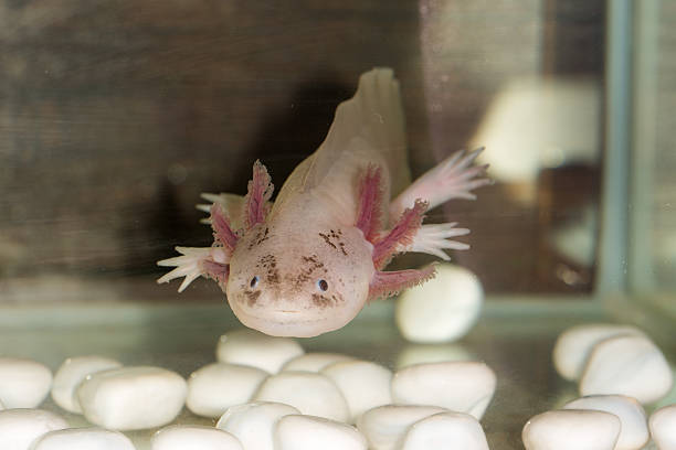 axolotl  in the aquarium stock photo