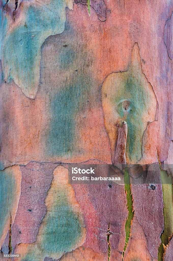 Colorful Bark Tree Rainbow Eucalyptus Tree Bark Stock Photo - Download Image Now ...
