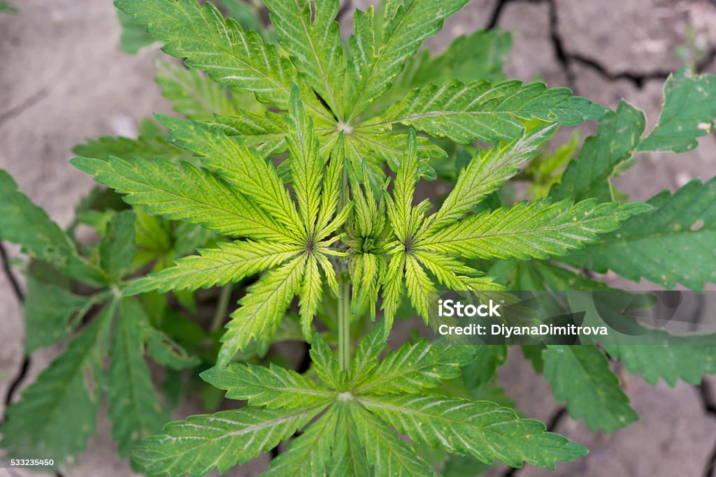 Green cannabis plants growing in the field Green cannabis plants growing in the field - selective focus, copy space Addiction Stock Photo