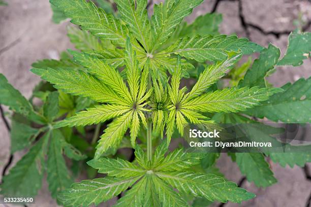 Green Cannabis Plants Growing In The Field Stock Photo - Download Image Now - Addiction, Agricultural Field, Agriculture