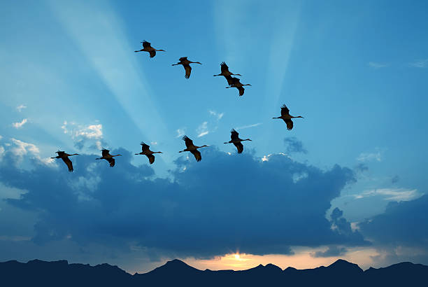 istock Birds flying against evening sunset in the background 533235506